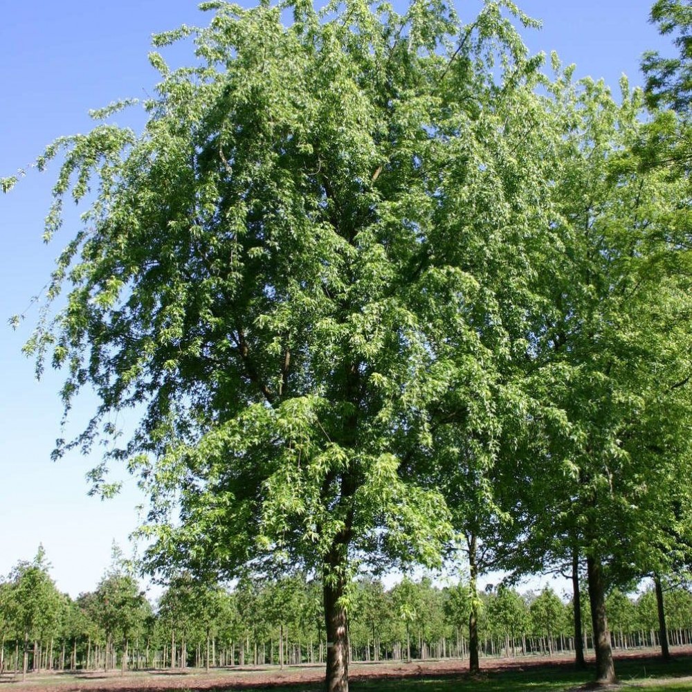 Клен серебристый "Лациниатум Виери" (Acer saccharinum "Laciniatum Wieri")