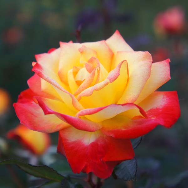 Розы флорибунда "Чарльстон" (Rosa Floribunda "Charleston")