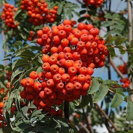 Рябина обыкновенная "Аспленифолиа" (Sorbus aucuparia "Aspleniifolia")
