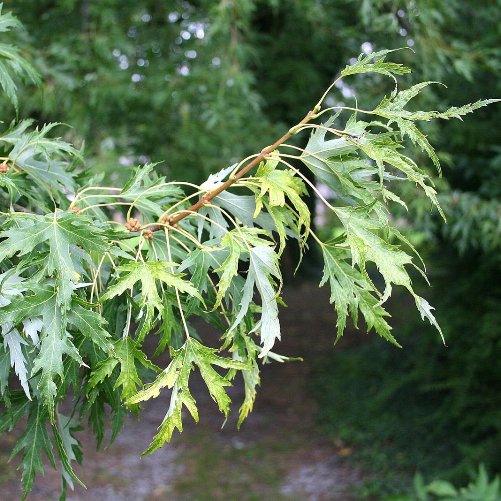 Клен серебристый (Acer saccharinum)