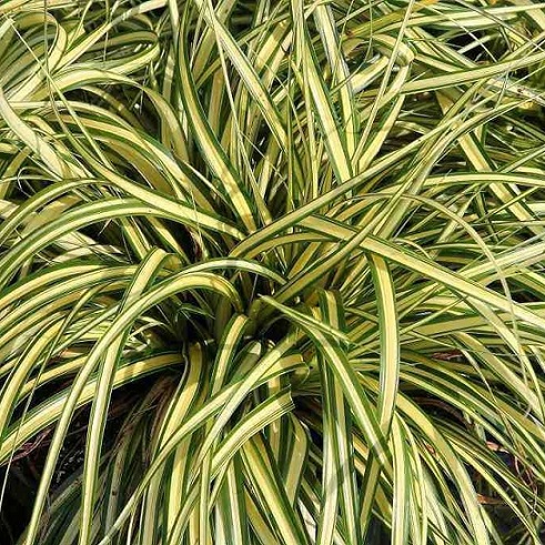 Осока охименская "Еверголд" (Carex oshimensis "Evergold")