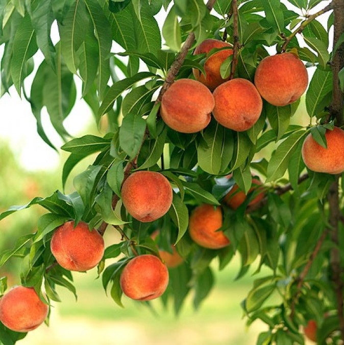Персик крупноплодный (5-7 лет) (Рrunus persica)