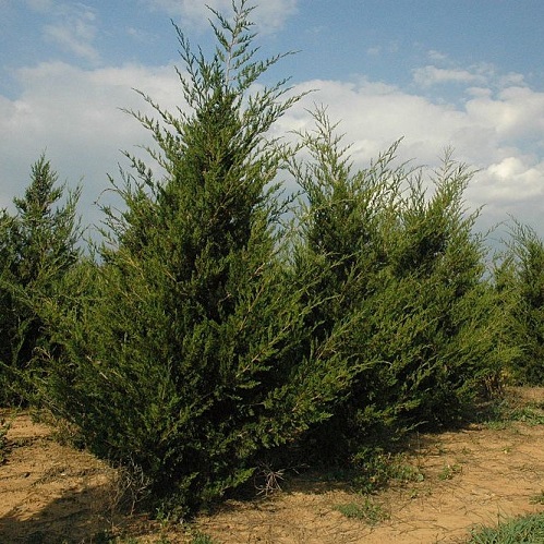 Можжевельник виргинский ф. конус (Juniperus virginiana)