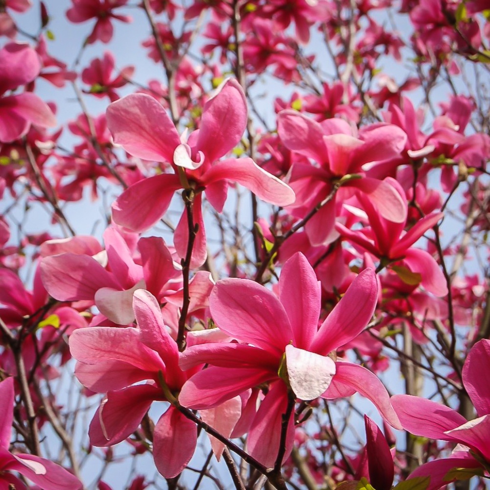 Магнолия гибридная "Гэлакси" (Magnolia hibrida "Galaxy")