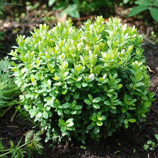 Самшит вечнозеленый "Блауэр Гейнц" (Buxus sempervirens "Blauer Heinz")