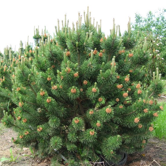 Сосна горная "Рострата" (Pinus mugo "Rostrata")