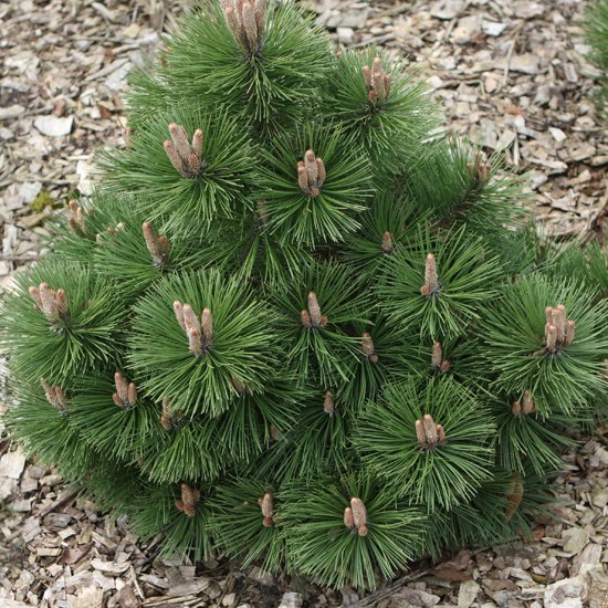Сосна черная "Хельга" (Pinus nigra "Helga")