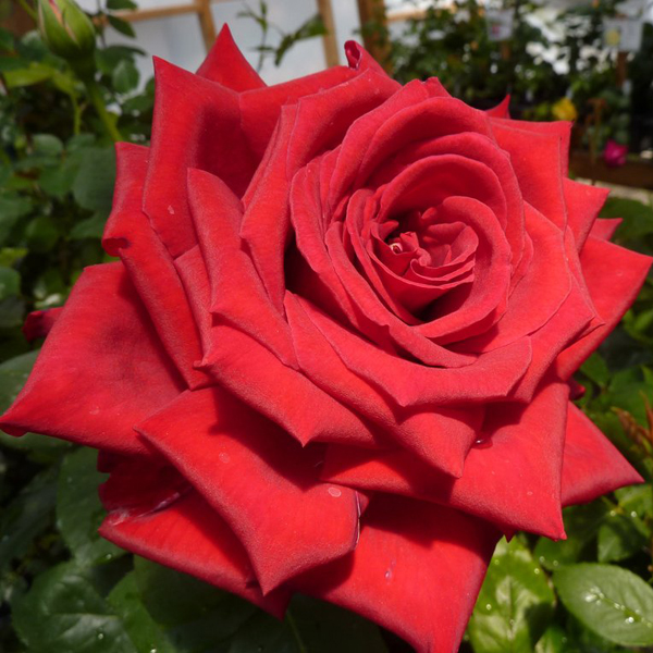 Роза чайно-гибридная "Гранд Аморе" (Rosa Hybrid Tea "Grande Amore")