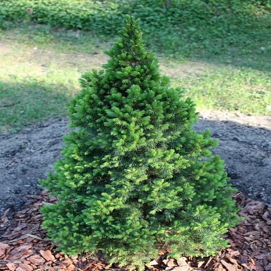 Ель канадская "Десембер" (Picea glauca "Desember")