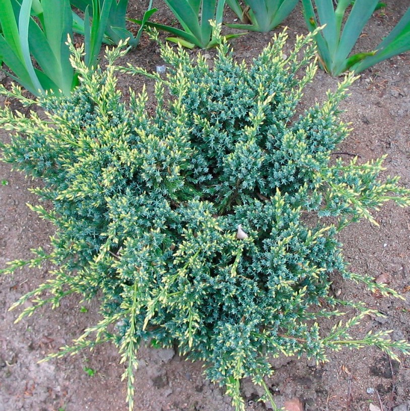 Можжевельник чешуйчатый "Холгер" (Juniperus squamata "Holger")