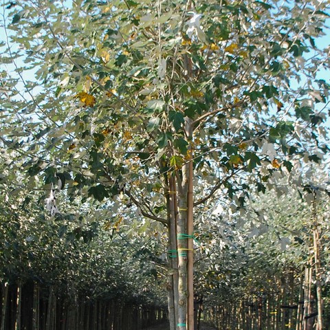 Тополь серебристый (Populus alba)