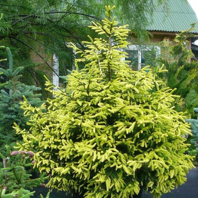 Ель восточная "Ауреа" (Picea orientalis "Aurea"))