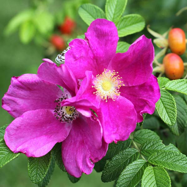 Роза морщинистая "Рубра" (Rosa rugosa "Rubra")