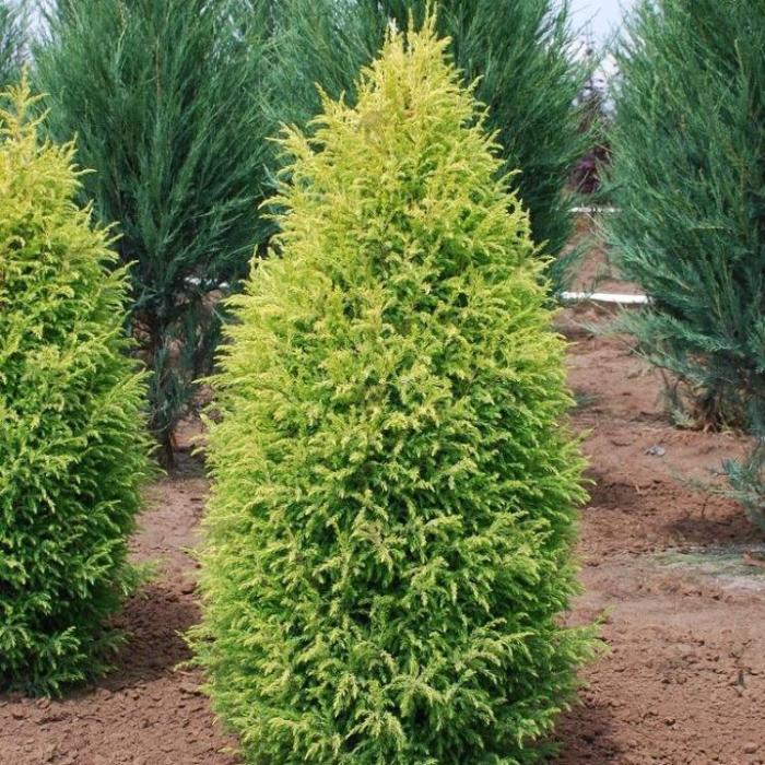 Можжевельник обыкновенный "Голд Кон" (Juniperus communis "Gold Cone")