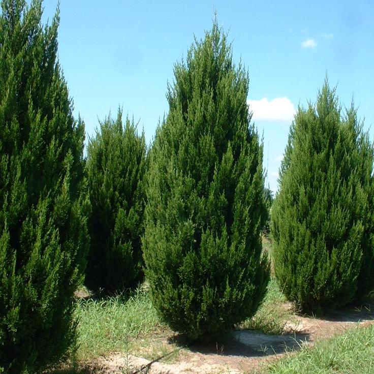 Можжевельник китайский "Спартан" (Juniperus chinensis "Spartan")