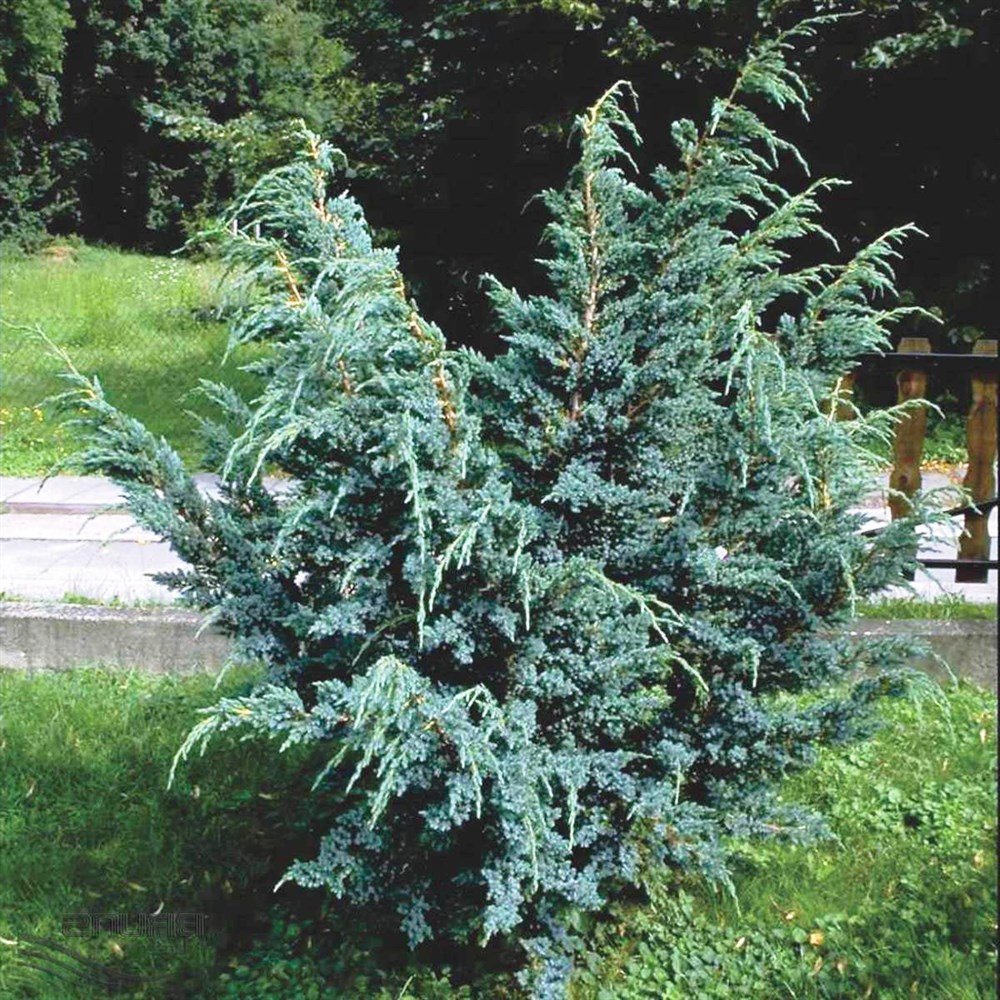 Можжевельник китайский "Блю Альпс" (Juniperus chinensis "Blue alps")