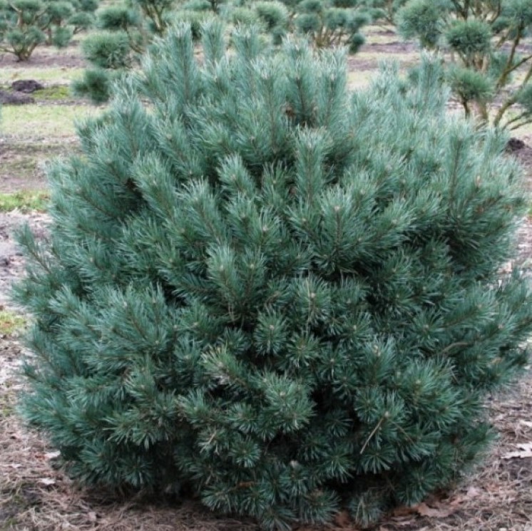 Сосна обыкновенная "Ватерери Нана" (Pinus sylvestris "Watereri Nana")