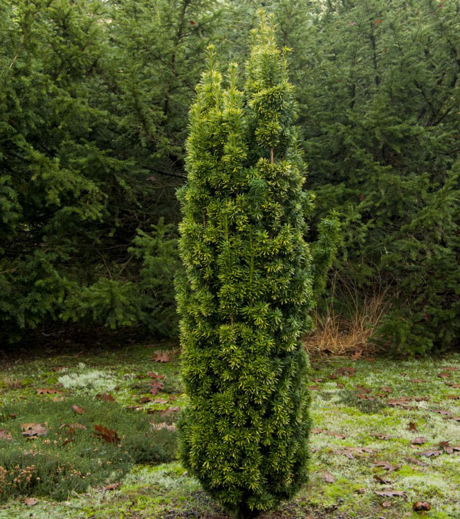 Тис ягодный "Фастигиата" (Taxus baccata "Fastigiata")
