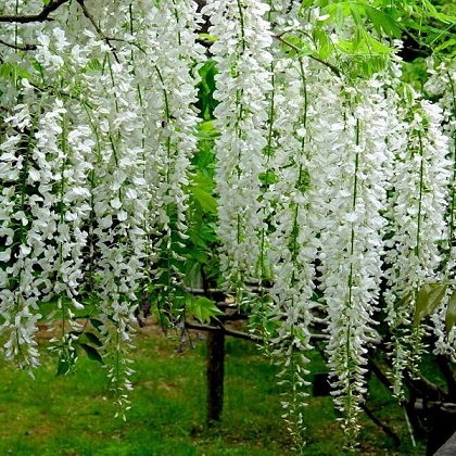 Глициния китайская белая (Wisteria sinensis 'Alba') 