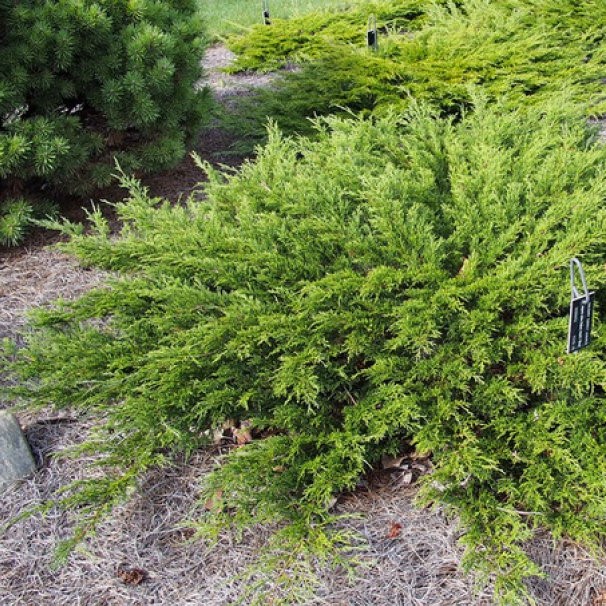 Можжевельник казацкий "Аркадия" (Juniperus sabina "Arcadia")