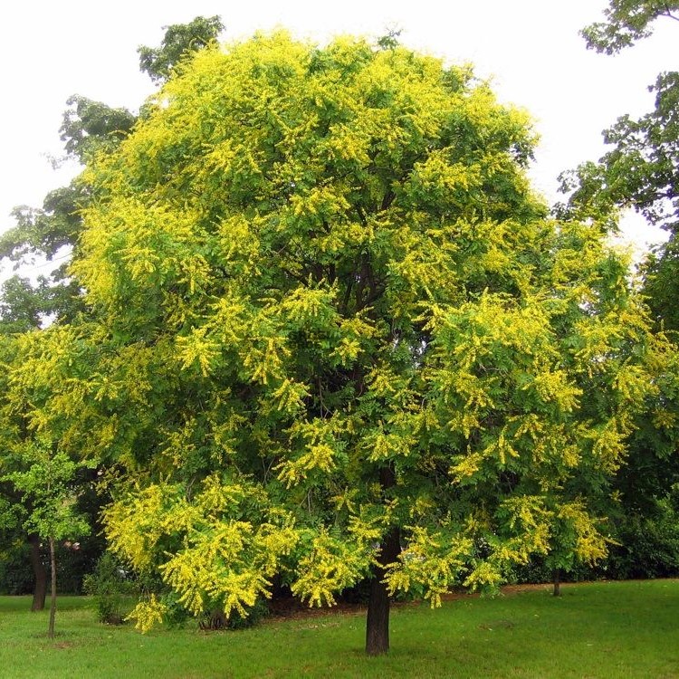 Кёльрейтерия метельчатая (Koelreuteria paniculata)