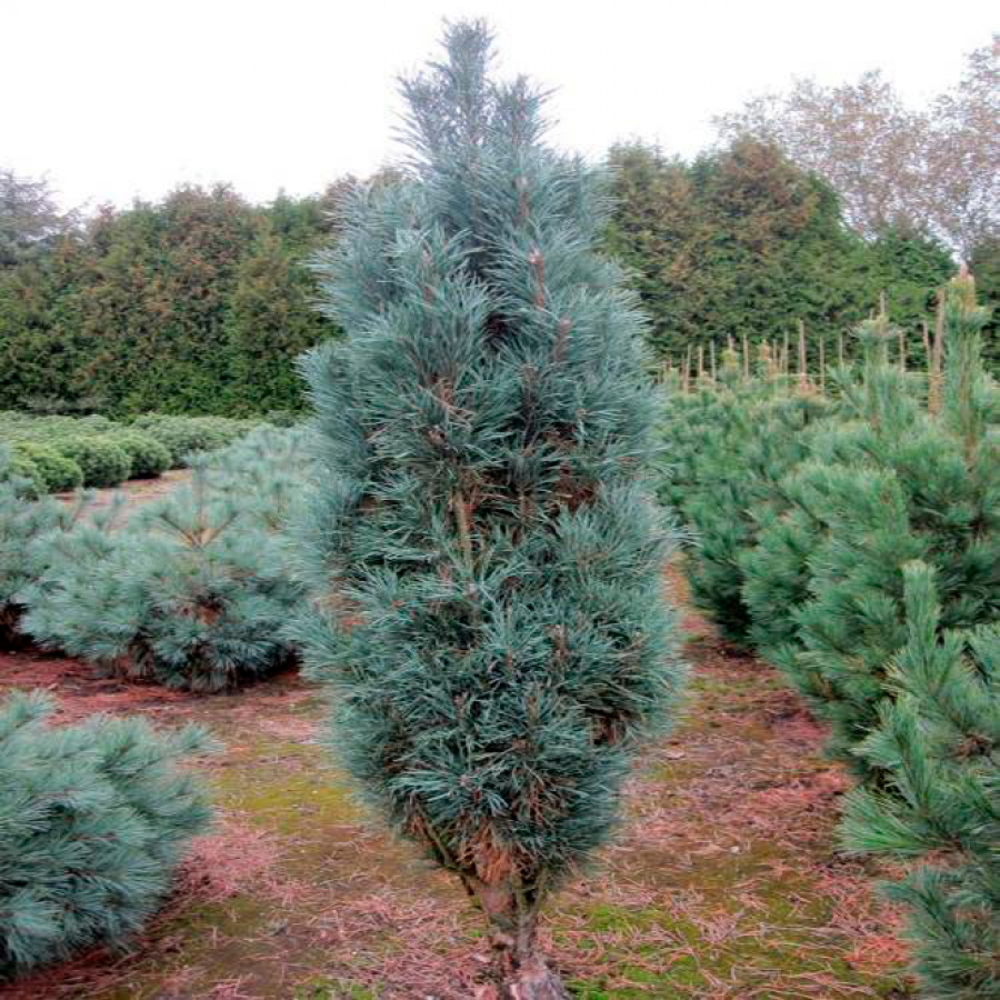 Сосна обыкновенная "Фастигиата" (Pinus sylvestris "Fastigiata")