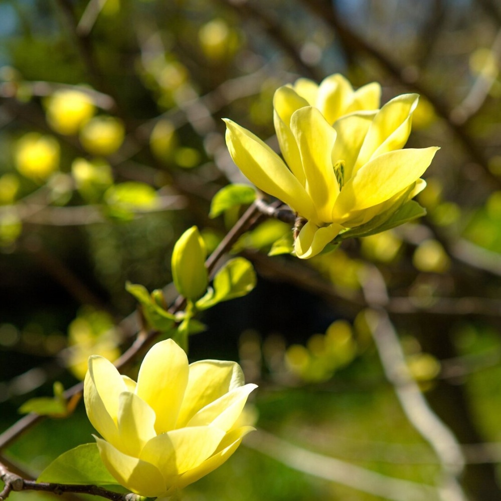 Магнолия бруклинская "Йеллоу Бёрд" (Magnolia brooklynensis "Yellow Bird")