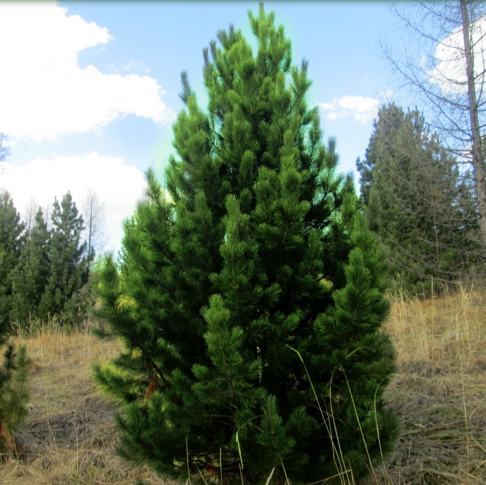 Сосна сибирская (Pinus sibirica)