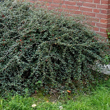 Кизильник Даммера (Cotoneaster radicans)