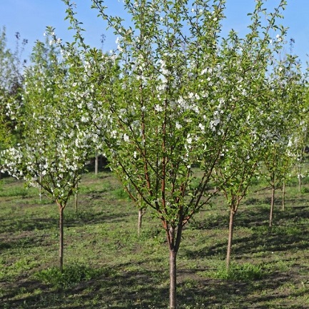 Вишня (3-5 лет) (Prunus)