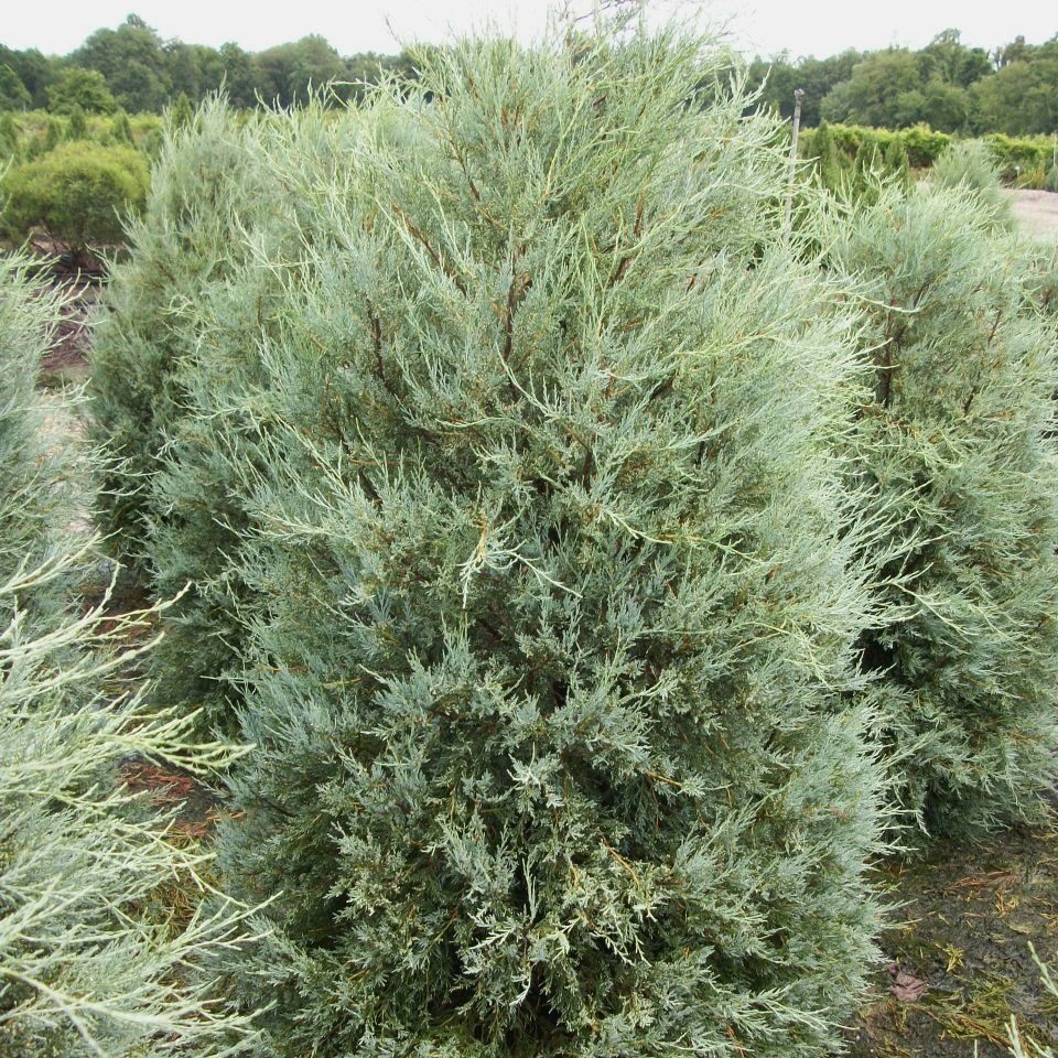 Можжевельник скальный "Патфайндер" (Juniperus scopulorum "Pathfinder")