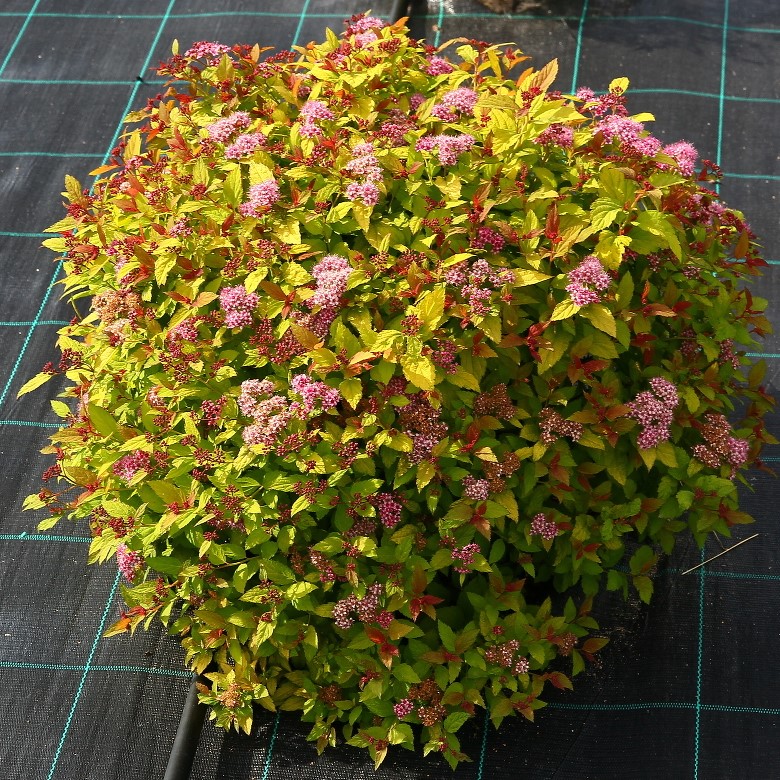 Спирея японская "Мэджик Карпет" (Spiraea japonica "Magic Carpet")