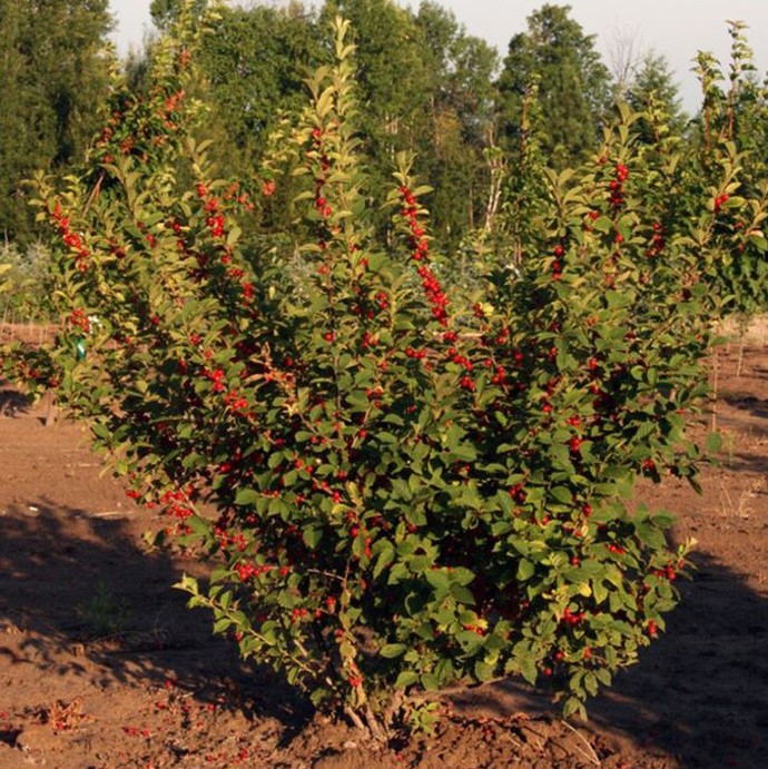 Вишня кустарниковая (Prunus fruticosa)