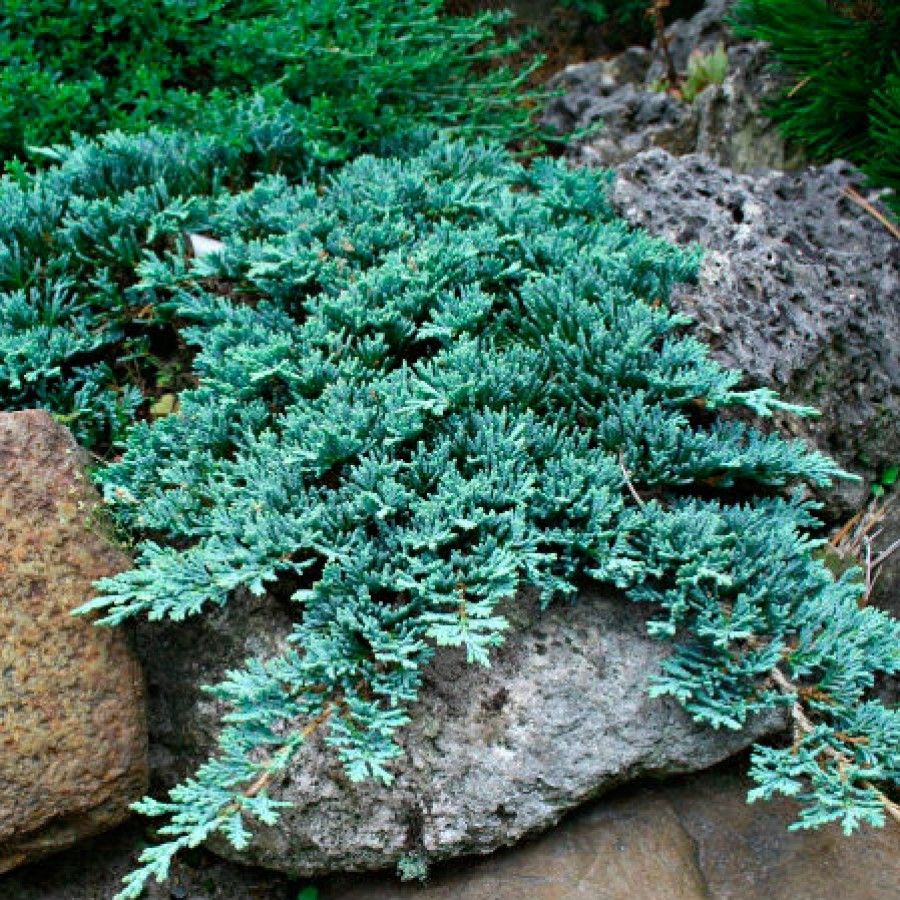 Можжевельник горизонтальный "Айс Блю" (Juniperus horizontalis "Icee Blue")